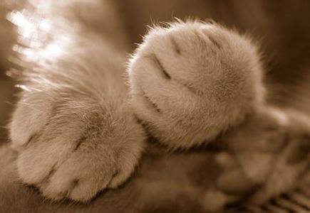 给猫咪剪指甲最好用的办法,给猫咪在家自己剪毛怎么剪