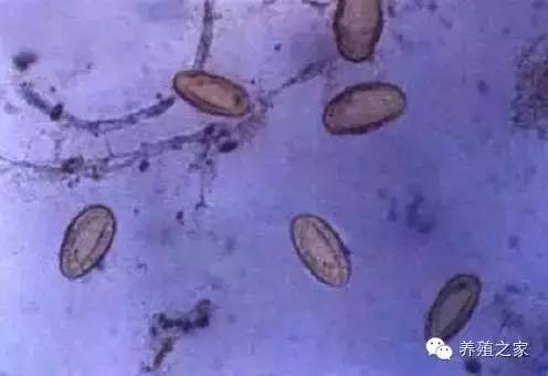 最全羊寄生虫病图谱及治疗处方(珍藏版)?