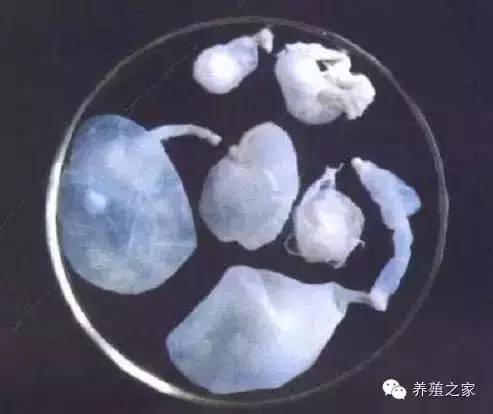 最全羊寄生虫病图谱及治疗处方(珍藏版)?