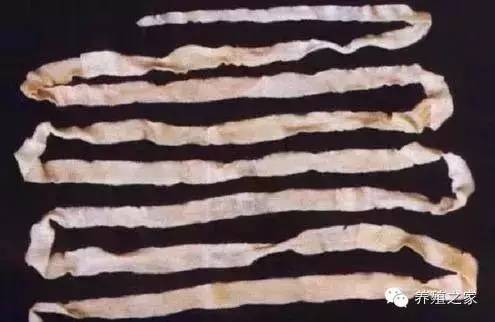 最全羊寄生虫病图谱及治疗处方(珍藏版)?