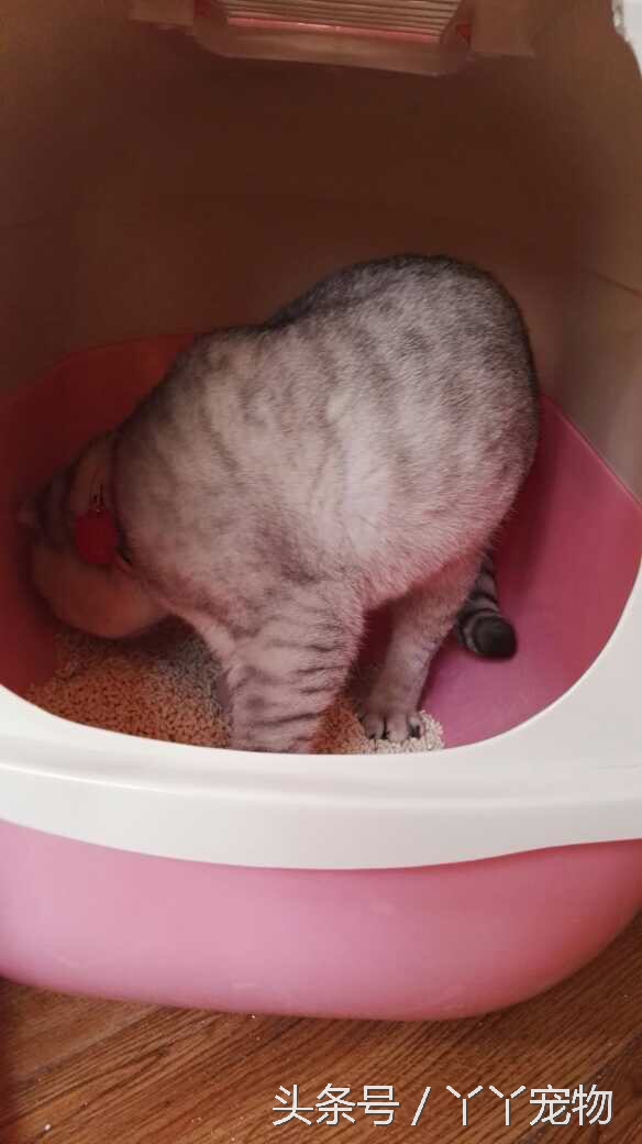 宠物狗布病怎么治疗,宠物常见疾病治疗及症状每日分享