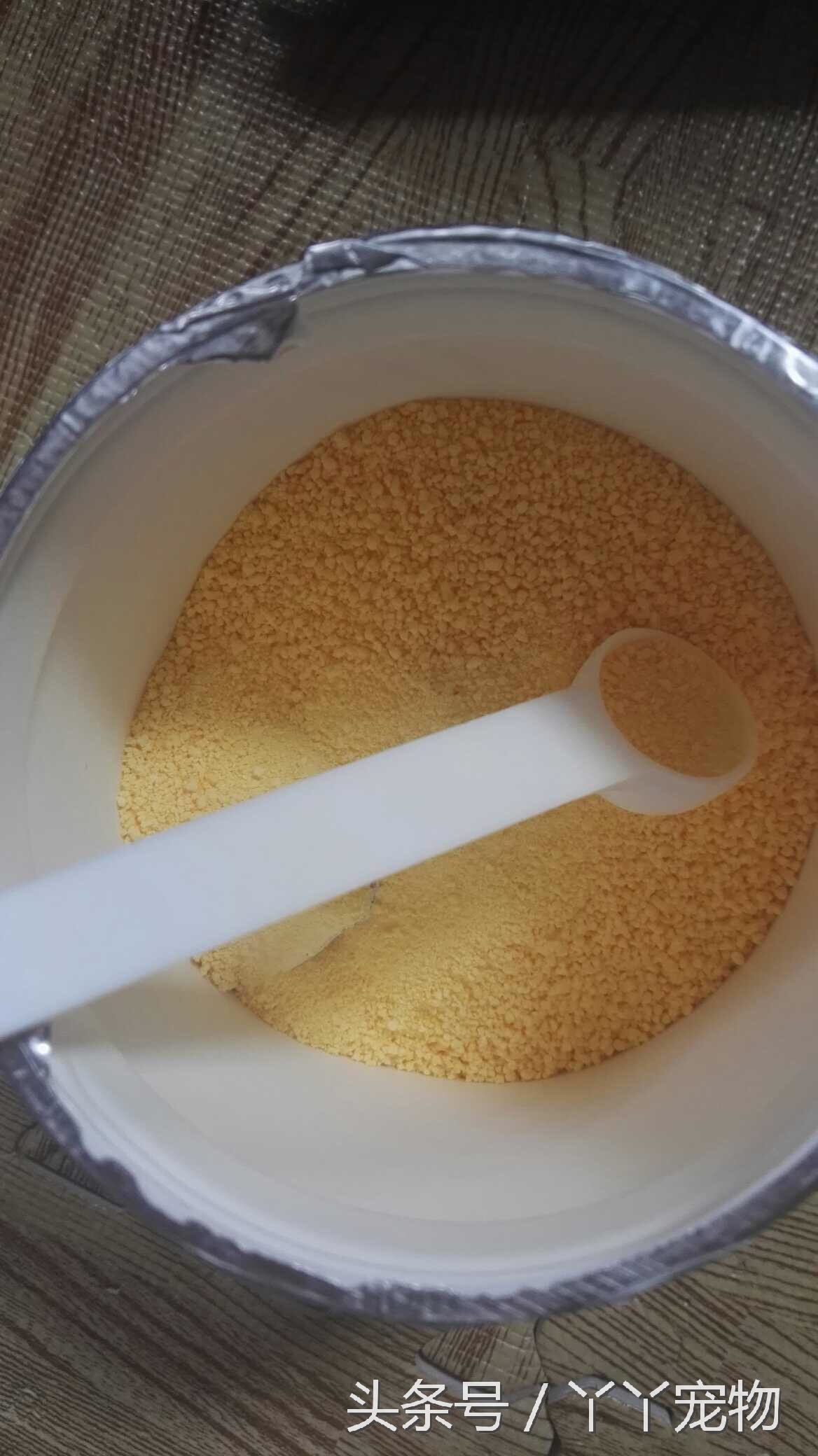 宠物狗布病怎么治疗,宠物常见疾病治疗及症状每日分享