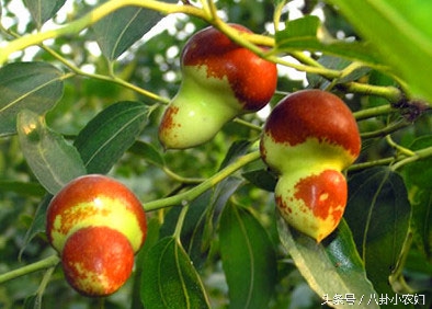 你们看看这枣子长得像小葫芦吗？这就是传说中的葫芦枣