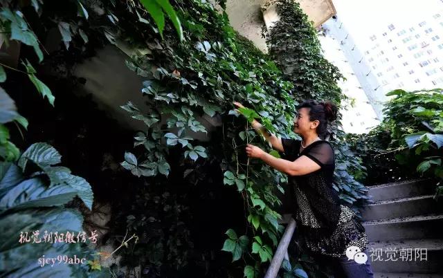 爬山虎翡翠图片大全,翡翠屏障