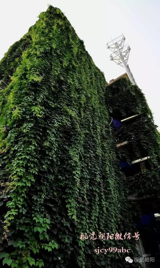 爬山虎翡翠图片大全,翡翠屏障