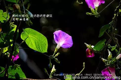 哈尔滨81年的老房子值得买吗,哈尔滨老房子有多老