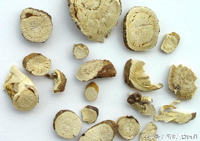 苦参不能与什么药配伍,苦参是不是西洋参