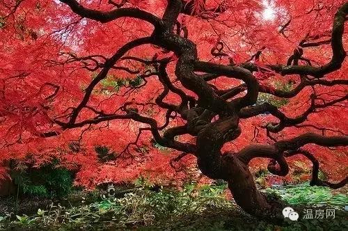 温哥华劳斯莱斯,温哥华买劳斯莱斯视频