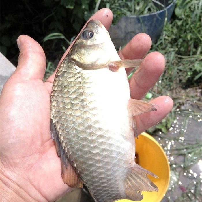 鱼儿并不会因为你用天价鱼竿而青睐于你!