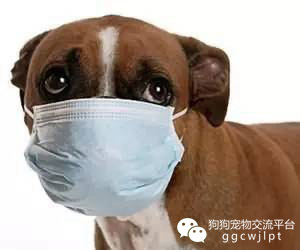 狗狗怎么看发烧没发烧,狗狗发烧了怎么办用最简单的方法