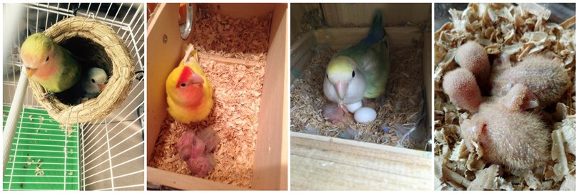 新手养牡丹鹦鹉养一只还是一对好,牡丹鹦鹉从小怎么养比较聪明