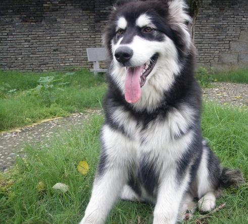 阿拉斯加犬好训吗,阿拉斯加雪橇犬好养吗