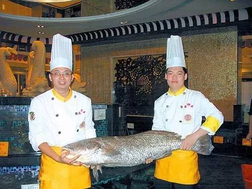 赤嘴鳘野生和养殖的区别,如何辨别野生赤嘴鳘