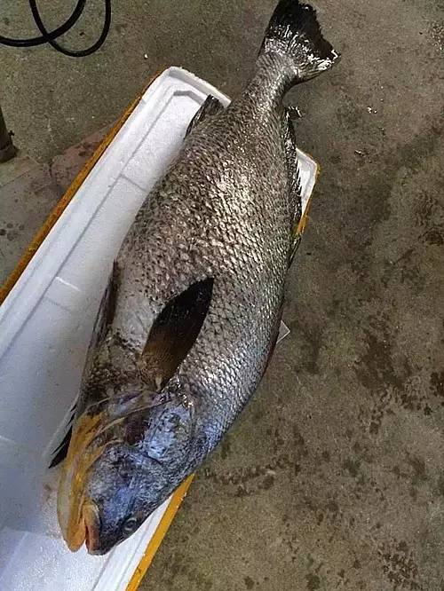 赤嘴鳘野生和养殖的区别,如何辨别野生赤嘴鳘