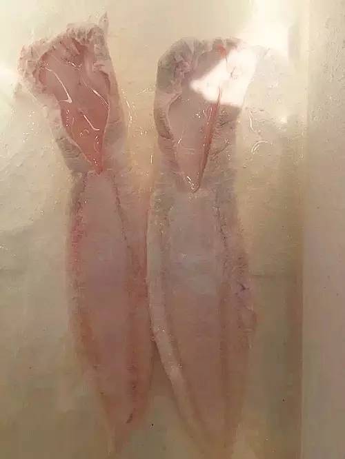 赤嘴鳘野生和养殖的区别,如何辨别野生赤嘴鳘