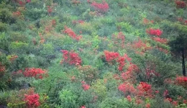 安溪由茶乡变成诈骗之乡,安溪为啥被称为诈骗之乡