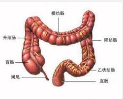 肠造口在哪里造口,肠造口术历史发展