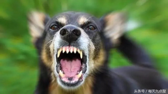 6岁男孩被狗咬13天后发生的事,6岁男孩被狗咬不幸身亡后续