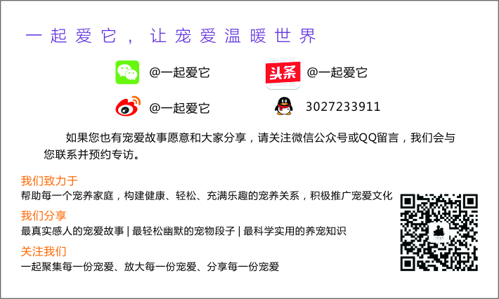 猫宠知识,宠猫知识