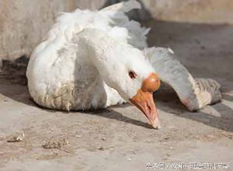 鹅副粘病毒病怎么防治,鹅副粘病毒症状及治疗方案