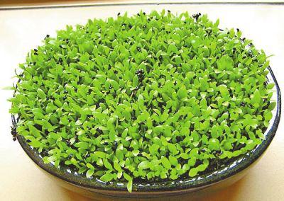 水果吃完以后的籽能种吗,吃完的水果种子不要扔