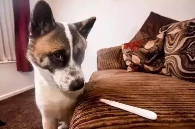 怀孕的狗狗一直哀嚎,怀孕狗狗反常焦躁走来走去还哼唧