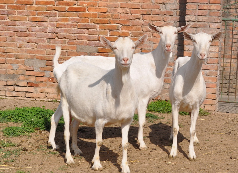 咒自己死的咒语,以血为咒发毒誓