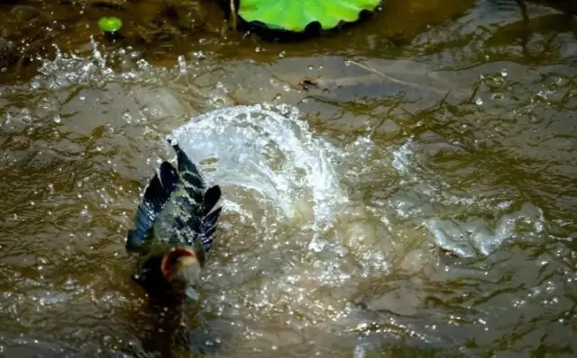 春季水草区打黑技巧,水草面怎么打黑