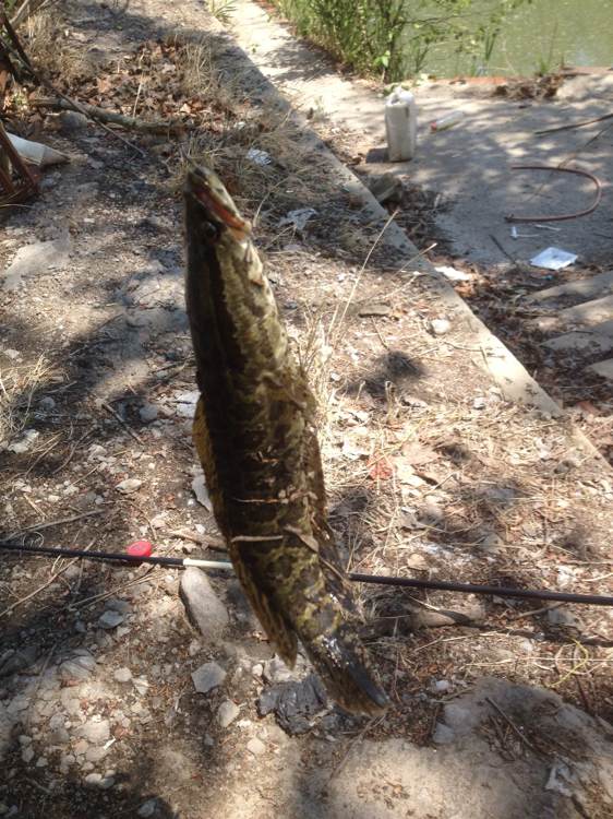 蝌蚪养殖黑鱼,蛙饵钓黑鱼