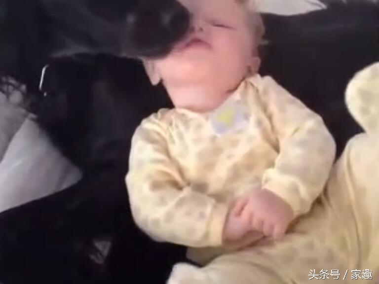 宠物狗舔了宝宝的嘴巴,狗狗舔狗宝宝