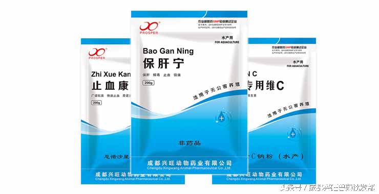 水产养殖鱼肠炎病的治疗方案,水产养殖鱼肠炎