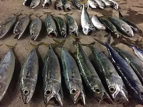 海陵岛手杆钓鱼点攻略,庙湾岛路亚钓点