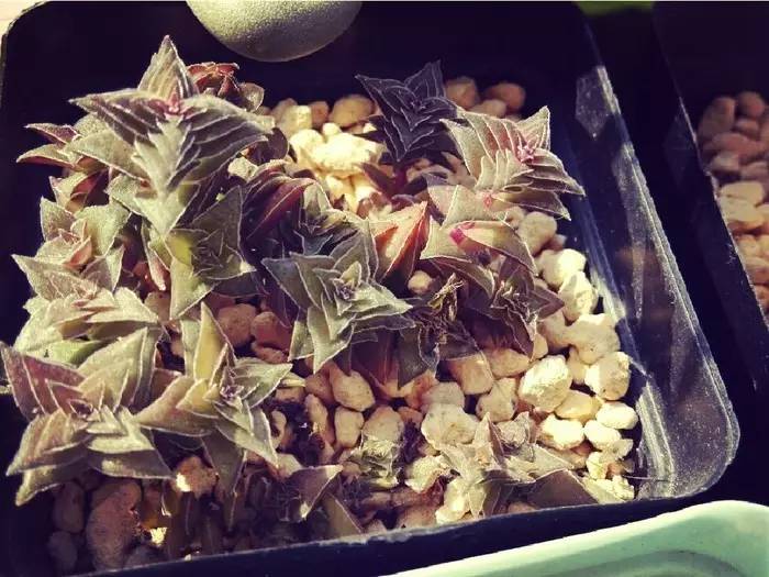 长得像宝塔的多肉,天鹅绒多肉为什么容易长成宝塔形