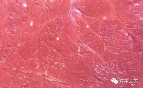 最全羊寄生虫病图谱及治疗处方(珍藏版)?