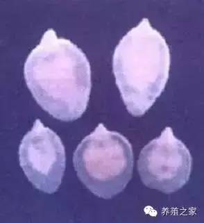 最全羊寄生虫病图谱及治疗处方(珍藏版)?