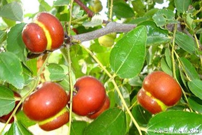 你们看看这枣子长得像小葫芦吗？这就是传说中的葫芦枣