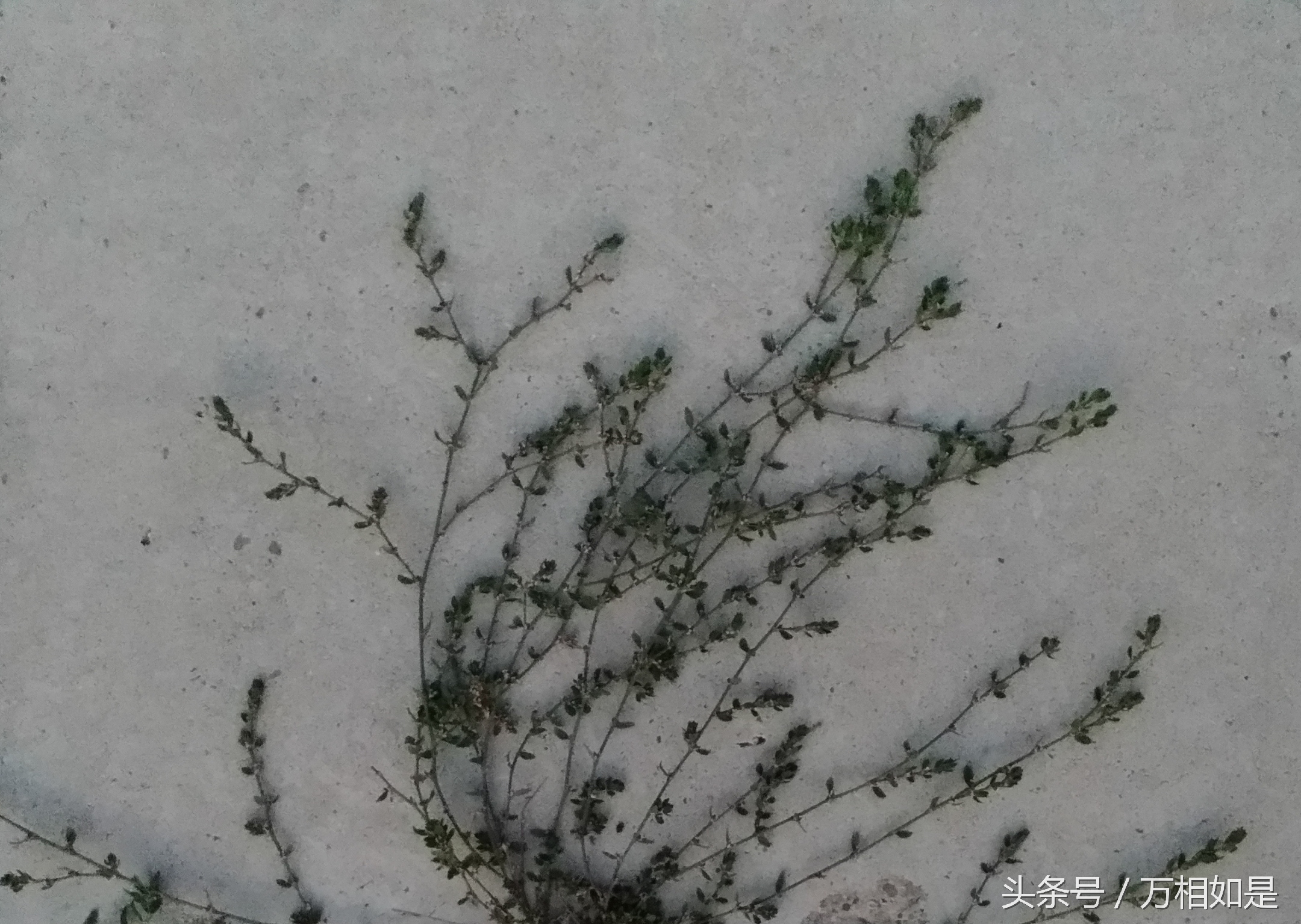 墙草布景,墙草属植物