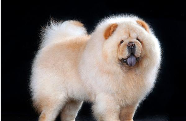 松狮禁忌食物一览表,松狮犬的喂养方法和注意事项