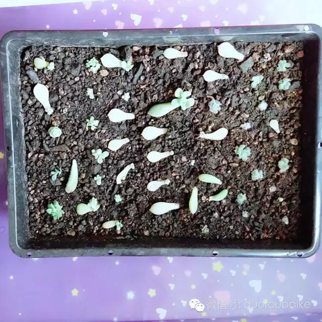 入坑就不能自拔,入坑后无法自拔