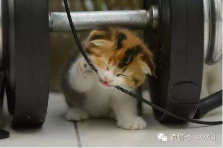 猫和网线坏了怎么办,猫和老鼠致命问题