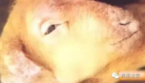 最全羊寄生虫病图谱及治疗处方(珍藏版)?