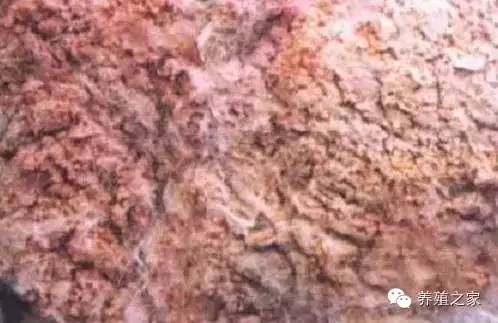 最全羊寄生虫病图谱及治疗处方(珍藏版)?