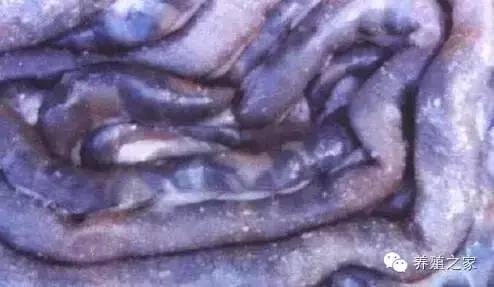 最全羊寄生虫病图谱及治疗处方(珍藏版)?