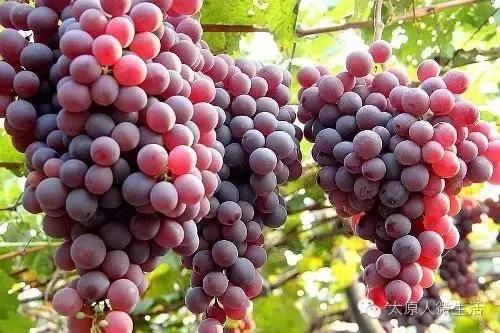 太原必带的10种特产,太原特产竟然这么多