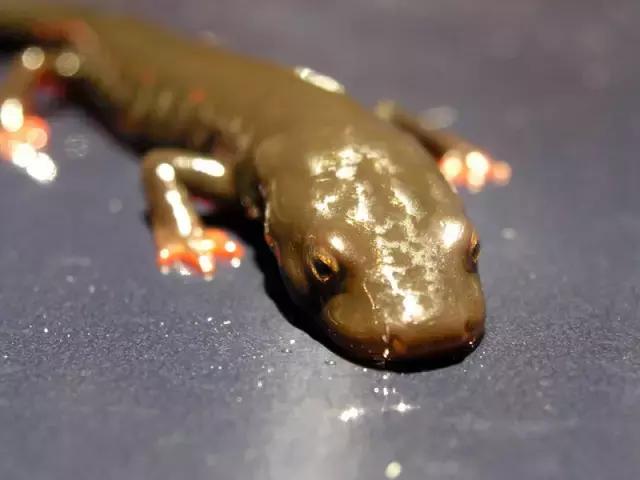 中国最便宜的大鱼怎么做才好吃,最好吃的野生大鱼