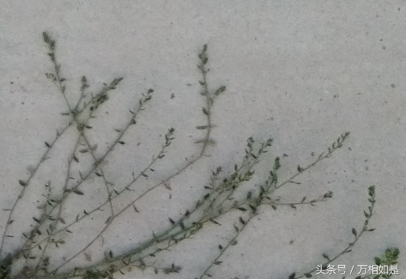 墙草布景,墙草属植物