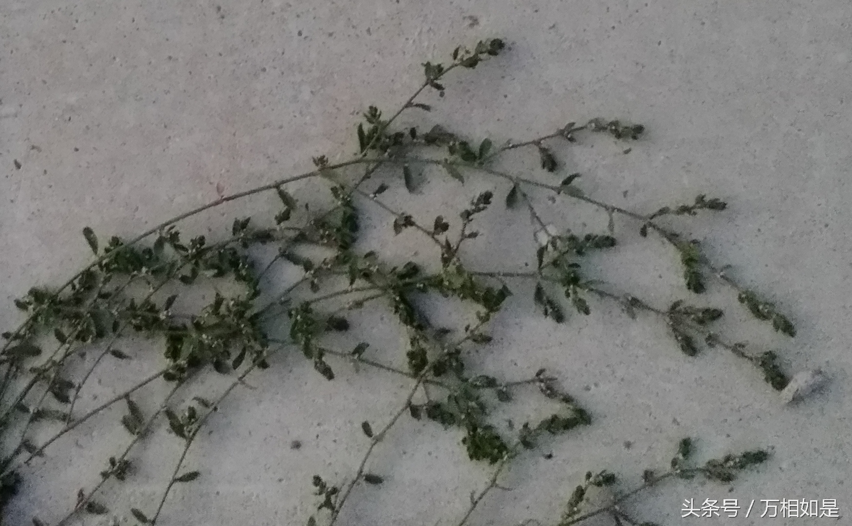 墙草布景,墙草属植物