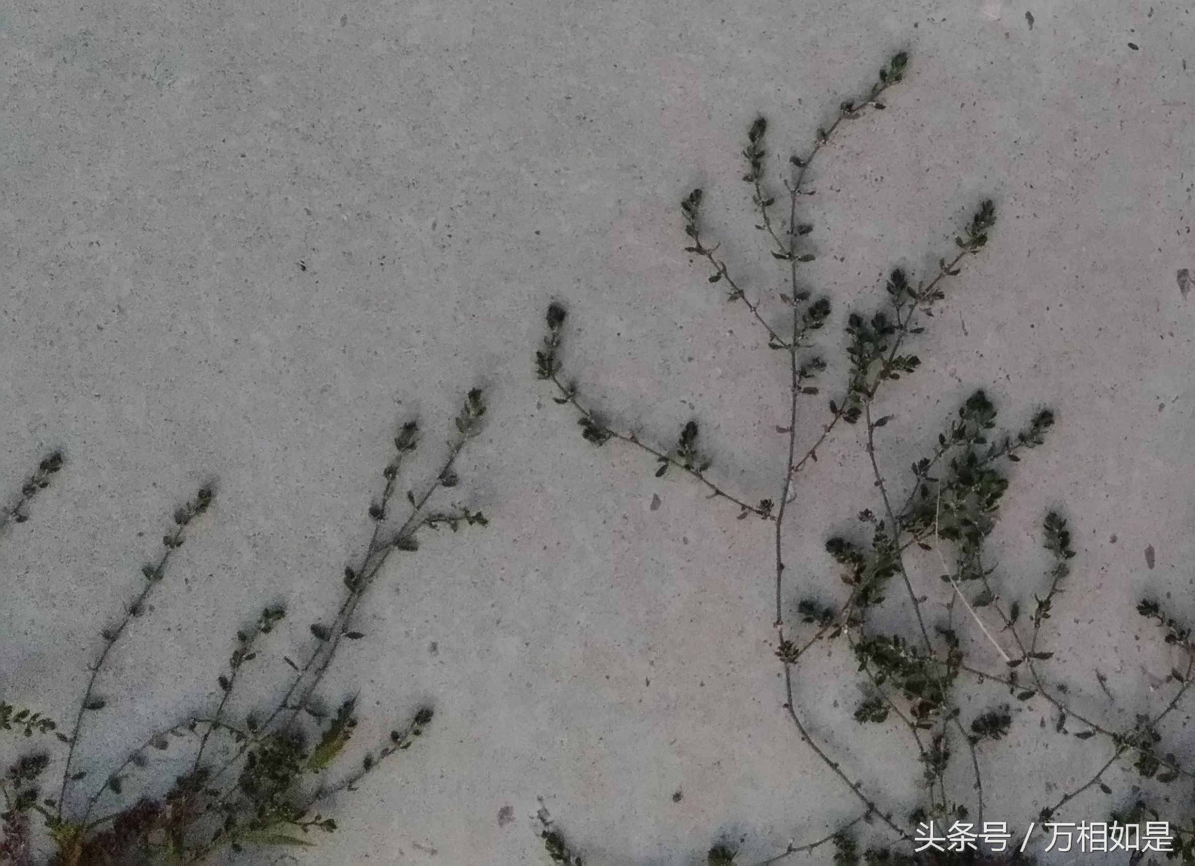 墙草布景,墙草属植物