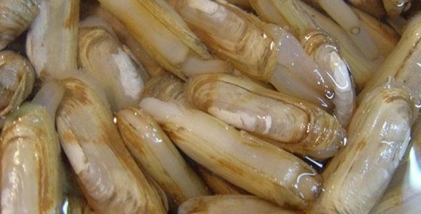 这是一篇有味道的文章~喜欢海产品的你还不进来一观