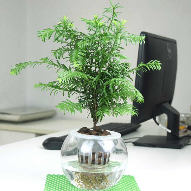 红豆杉裸根栽培视频,红豆杉苗木栽培技术